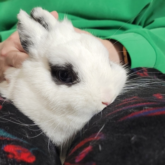 Mitzie & Shadow's NWT, NWOT, LIKE NEW. - Picture 6 of 7